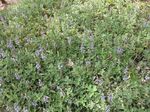 Plectranthus_barbatus