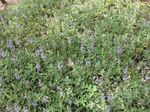 Plectranthus_barbatus