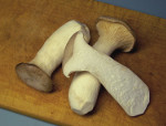 Pleurotus_eryngii_183