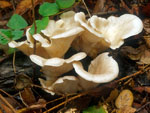 Pleurotus_ostreatus_CCMSSC00389