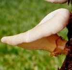 Pleurotus_sajor_caju
