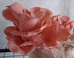 Pleurotus_salmoneostramineus_N4