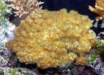 Pocillopora_damicornis