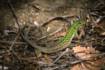 Podarcis_siculus