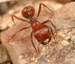 Pogonomyrmex_barbatus