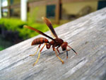 Polistes_canadensis