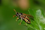 Polistes_dominula