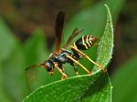Polistes_fuscatus