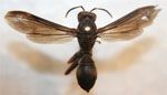 Polistes_metricus