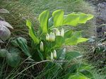 Polygonatum_odoratum