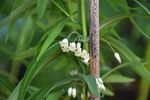 Polygonatum_sibiricum