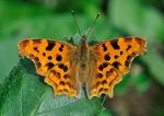 Polygonia_c_album