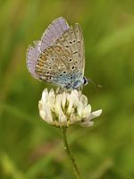 Polyommatus_icarus