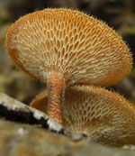 Polyporus_arcularius