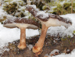 Polyporus_brumalis_BRFM_1820