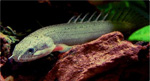 Polypterus_senegalus_senegalus