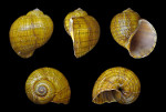 Pomacea_canaliculata