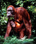 Pongo_pygmaeus