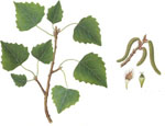 Populus_alba_x_Populus_tremula