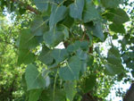 Populus_deltoides