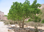 Populus_euphratica