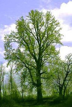 Populus_trichocarpa