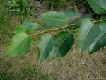 Populus_trichocarpa_x_Populus_deltoides