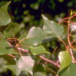 Populus_trichocarpa_x_Populus_nigra