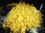 Porites_astreoides