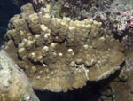 Porites_australiensis