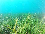 Posidonia_oceanica