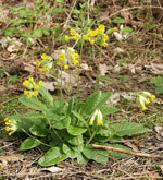 Primula_veris