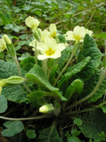 Primula_vulgaris