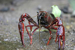 Procambarus_clarkii