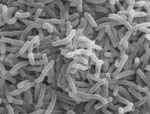 Prosthecobacter_debontii