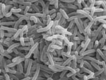 Prosthecobacter_dejongeii
