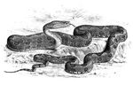 Protobothrops_mucrosquamatus