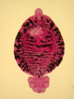 Protopolystoma_xenopodis