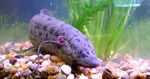 Protopterus_dolloi
