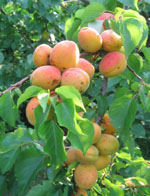 Prunus_armeniaca