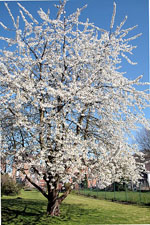 Prunus_avium