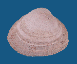 Pseudocardium_sachalinensis