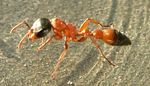 Pseudomyrmex_gracilis