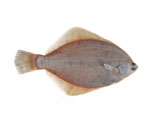 Pseudopleuronectes_yokohamae