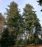 Pseudotsuga_menziesii