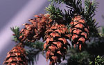 Pseudotsuga_menziesii_var__menziesii