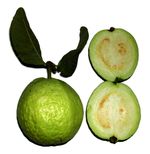 Psidium_guajava