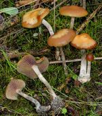 Psilocybe_cyanescens_2631