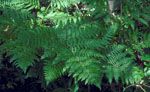 Pteridium_aquilinum_subsp__aquilinum