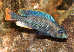 Ptyochromis_sp___redtail_sheller_